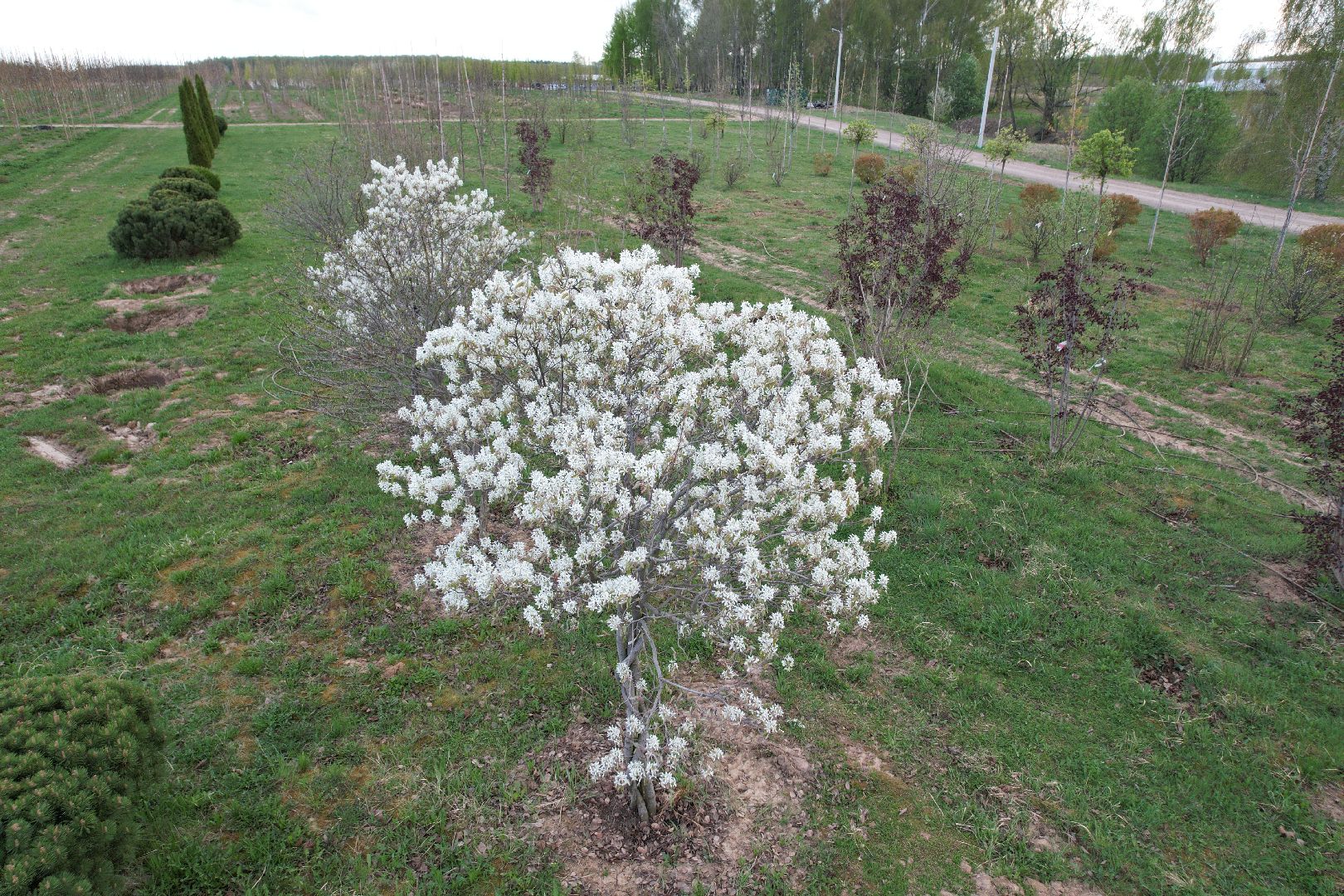 видео с коптера, доращивание декоративных растений,  аллейные деревья для озеленения,