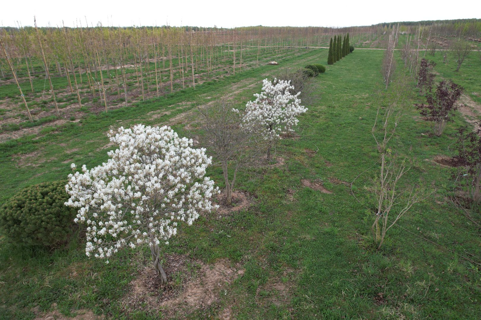 видео с коптера, доращивание декоративных растений,  аллейные деревья для озеленения,