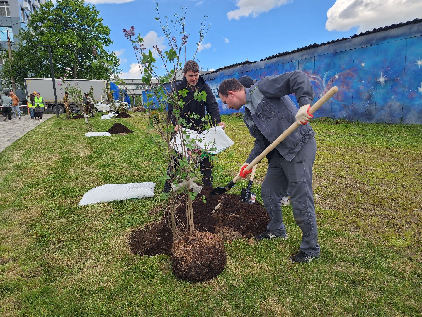 мытищи, деревья, природа,
