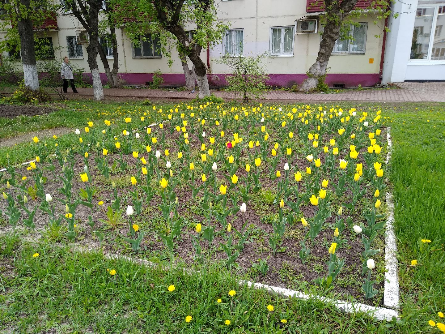 Раменское, благоустройство, цветники
