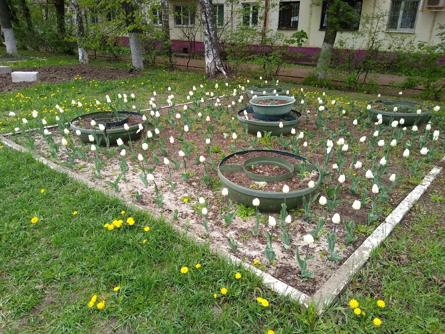 Раменское, благоустройство, цветники