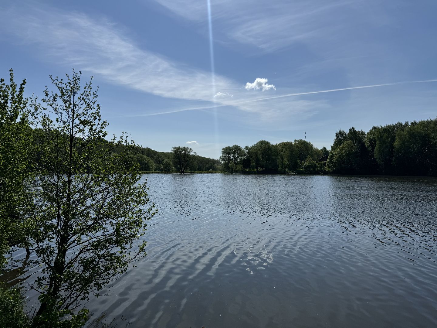 дуб волконских , дерево года - 2025, памятник живой природы, конкурс , усадьба суханово , ленинский городской округ,