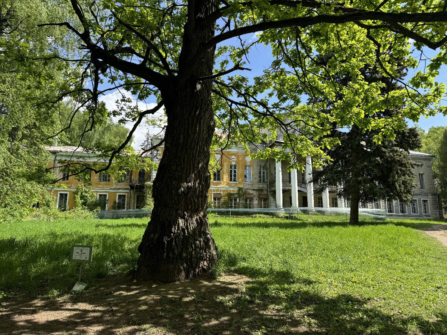 дуб волконских , дерево года - 2025, памятник живой природы, конкурс , усадьба суханово , ленинский городской округ,