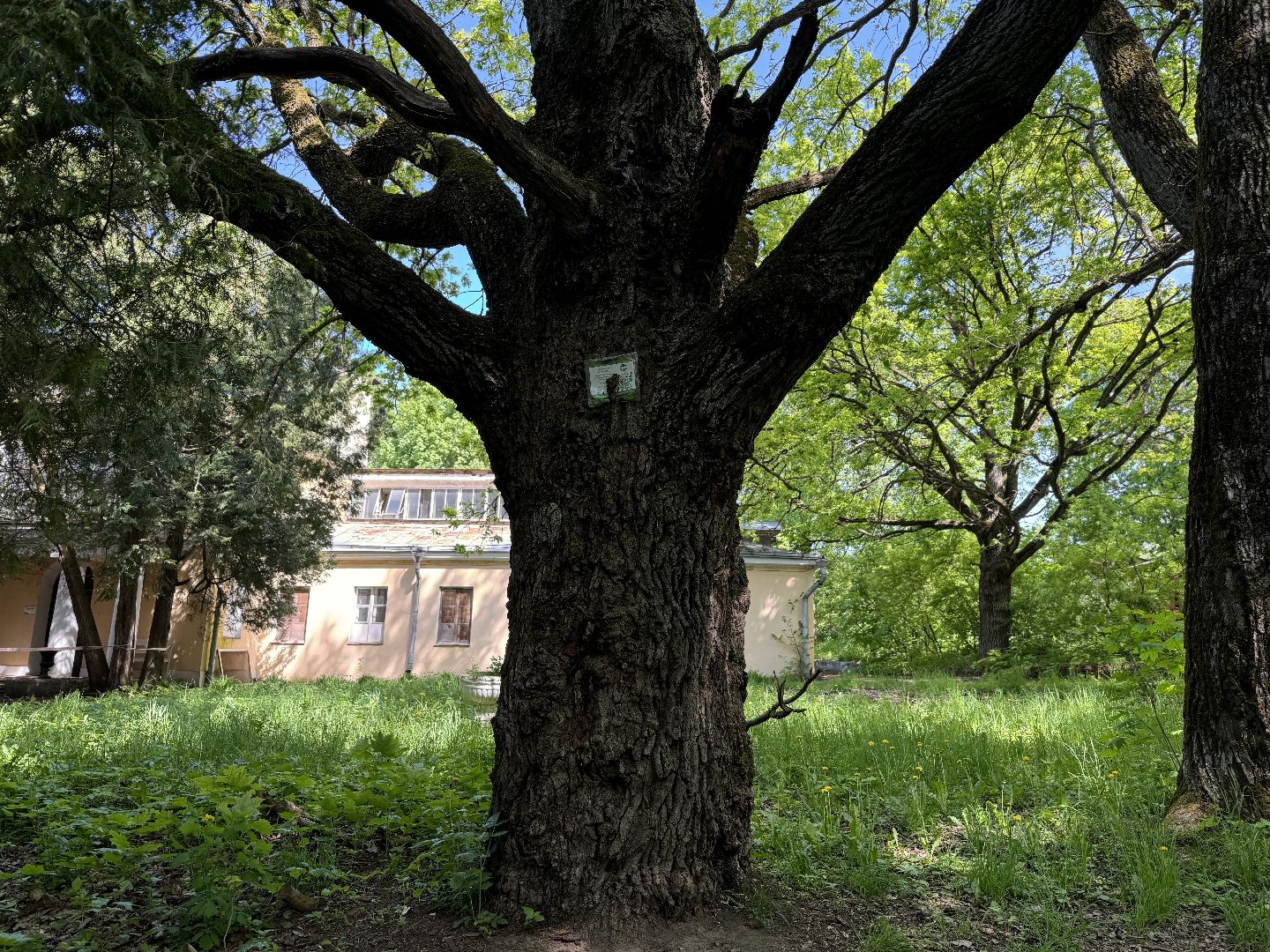 дуб волконских , дерево года - 2025, памятник живой природы, конкурс , усадьба суханово , ленинский городской округ,