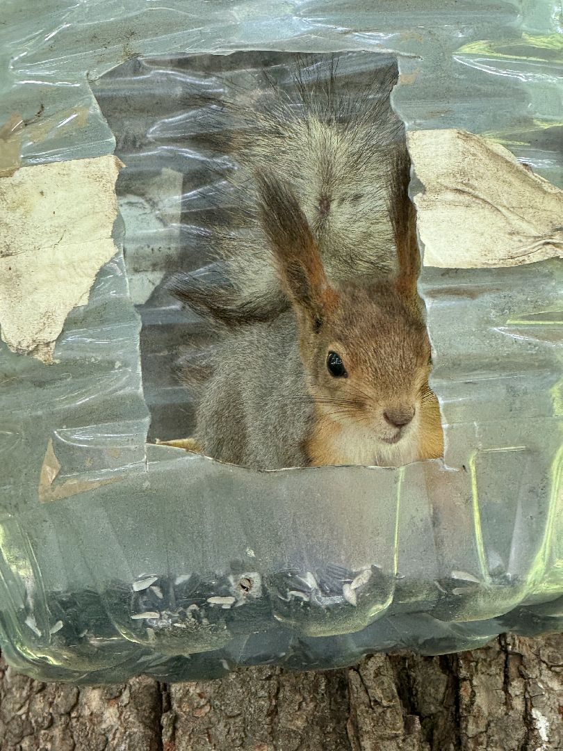 дуб волконских , дерево года - 2025, памятник живой природы, конкурс , усадьба суханово , ленинский городской округ,