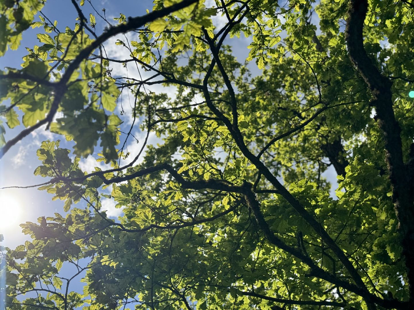 дуб волконских , дерево года - 2025, памятник живой природы, конкурс , усадьба суханово , ленинский городской округ,