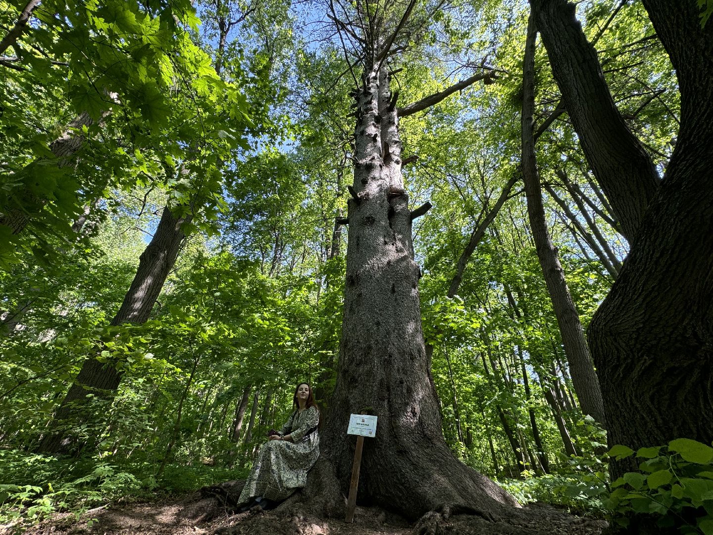 дуб волконских , дерево года - 2025, памятник живой природы, конкурс , усадьба суханово , ленинский городской округ,