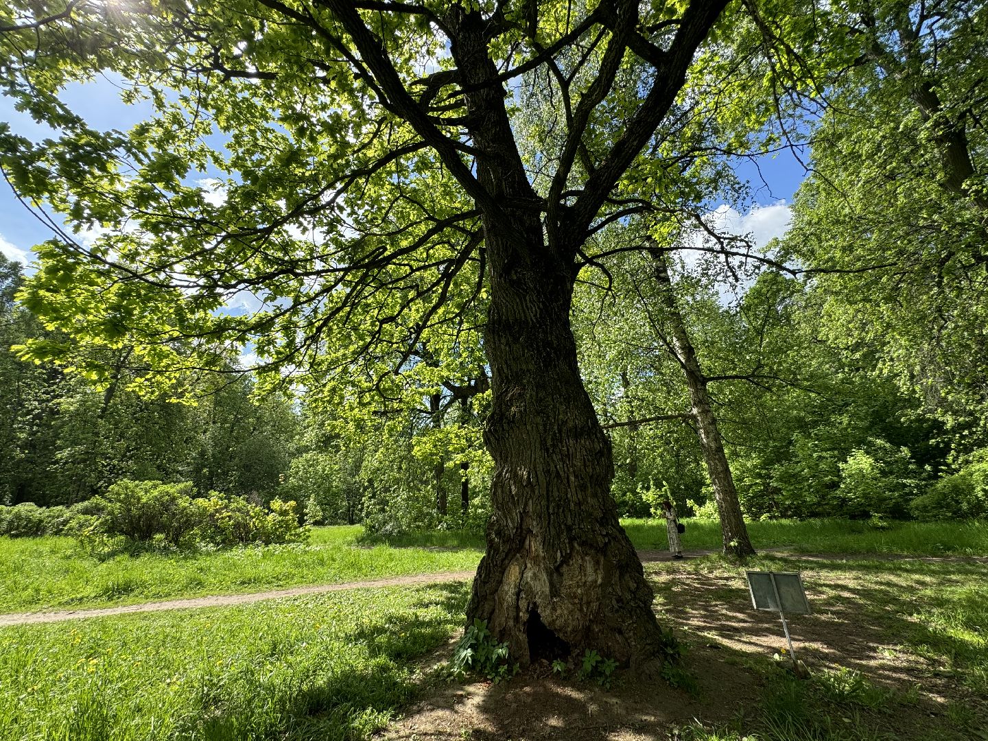 дуб волконских , дерево года - 2025, памятник живой природы, конкурс , усадьба суханово , ленинский городской округ,