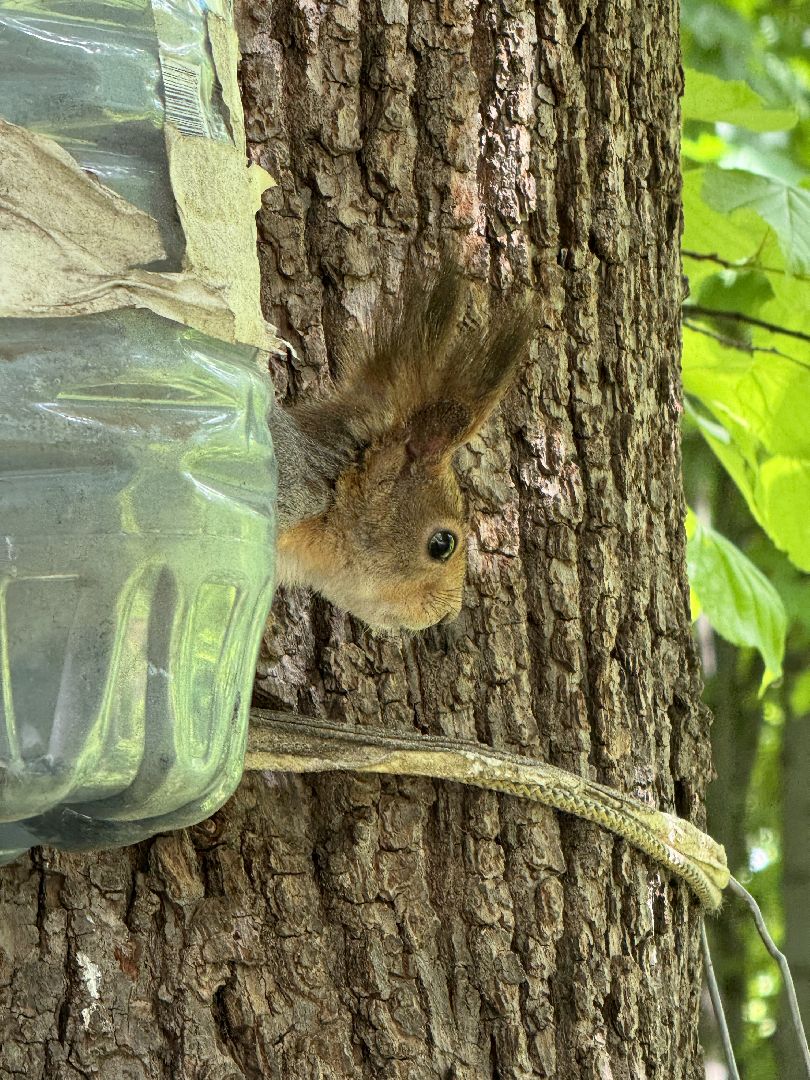 дуб волконских , дерево года - 2025, памятник живой природы, конкурс , усадьба суханово , ленинский городской округ,