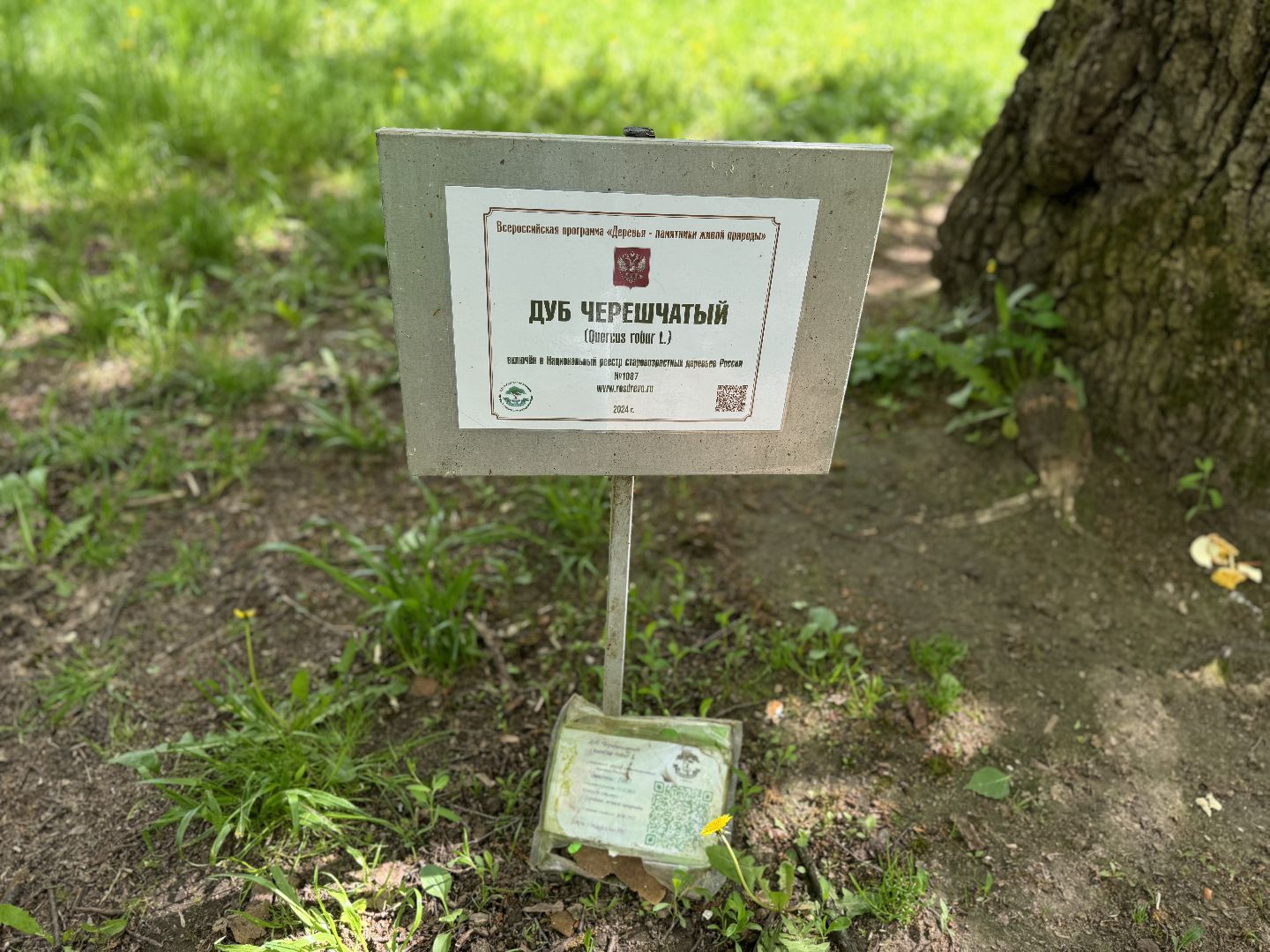 дуб волконских , дерево года - 2025, памятник живой природы, конкурс , усадьба суханово , ленинский городской округ,