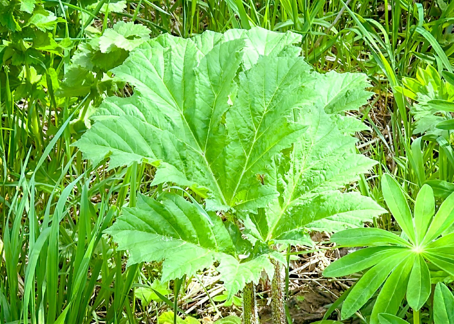 клин, экономика, сельское хозяйство, обработка от борщевика,
