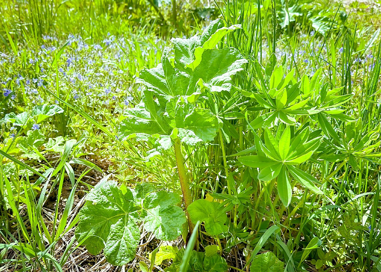 клин, экономика, сельское хозяйство, обработка от борщевика,