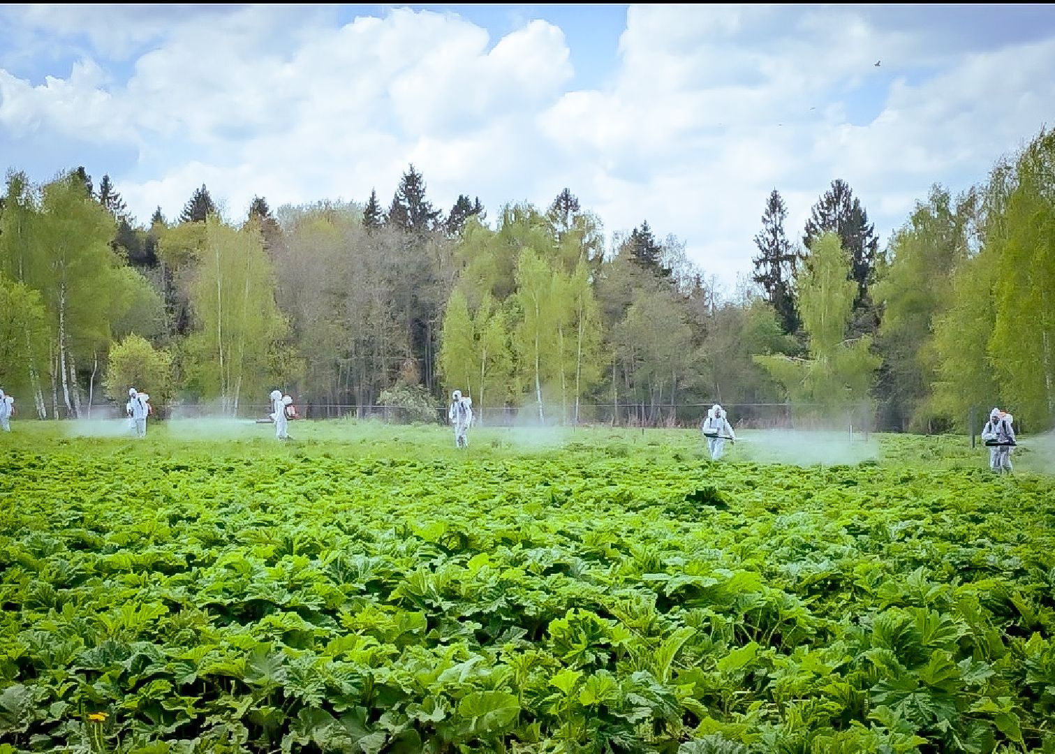 клин, экономика, сельское хозяйство, обработка от борщевика,