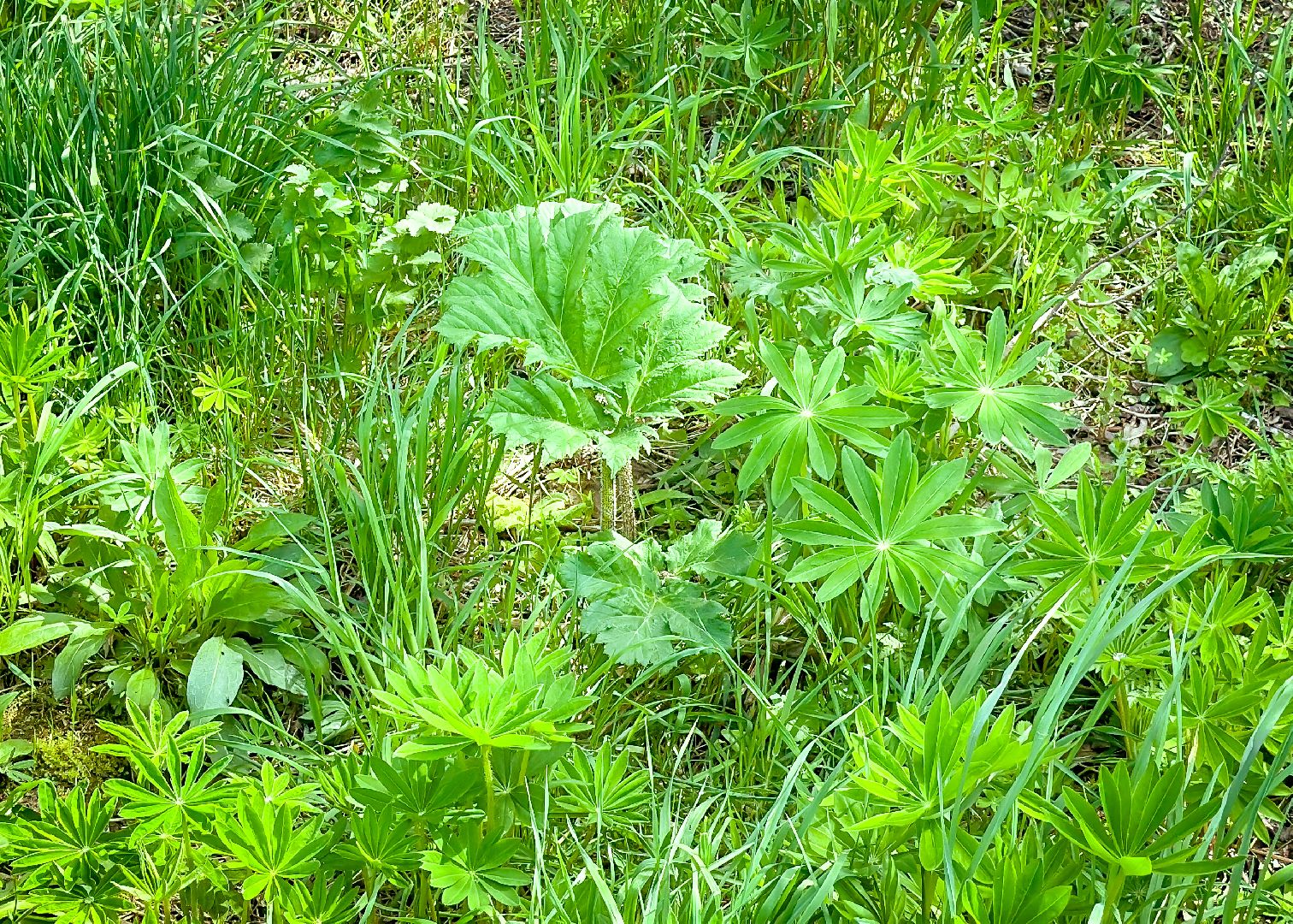 клин, экономика, сельское хозяйство, обработка от борщевика,