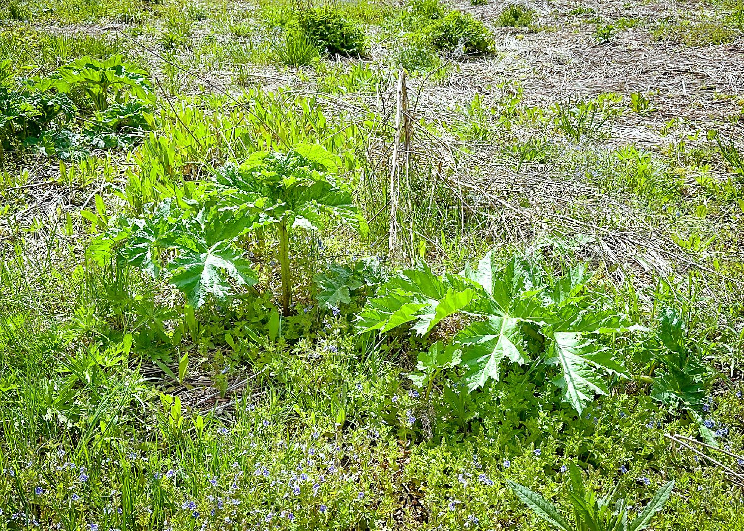 клин, экономика, сельское хозяйство, обработка от борщевика,
