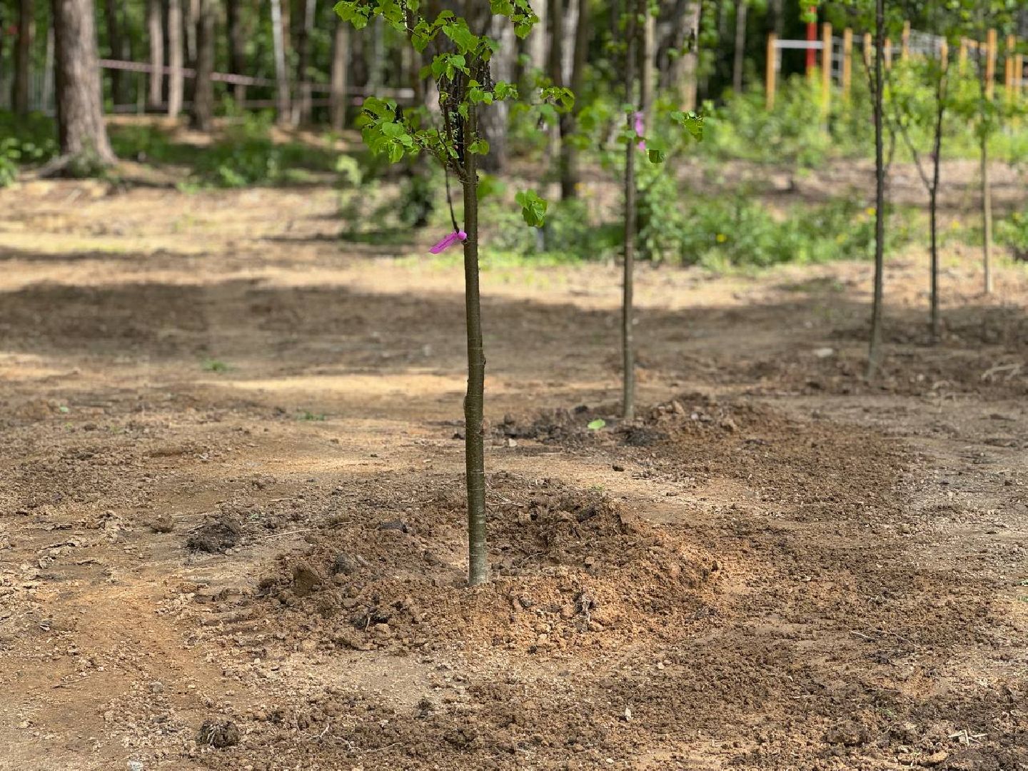 кучинский лесопарк, благоустройсво, первый этап,