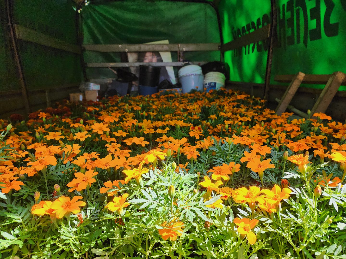 королёв,  благоустройство в королеве, горзеленхозстрой,