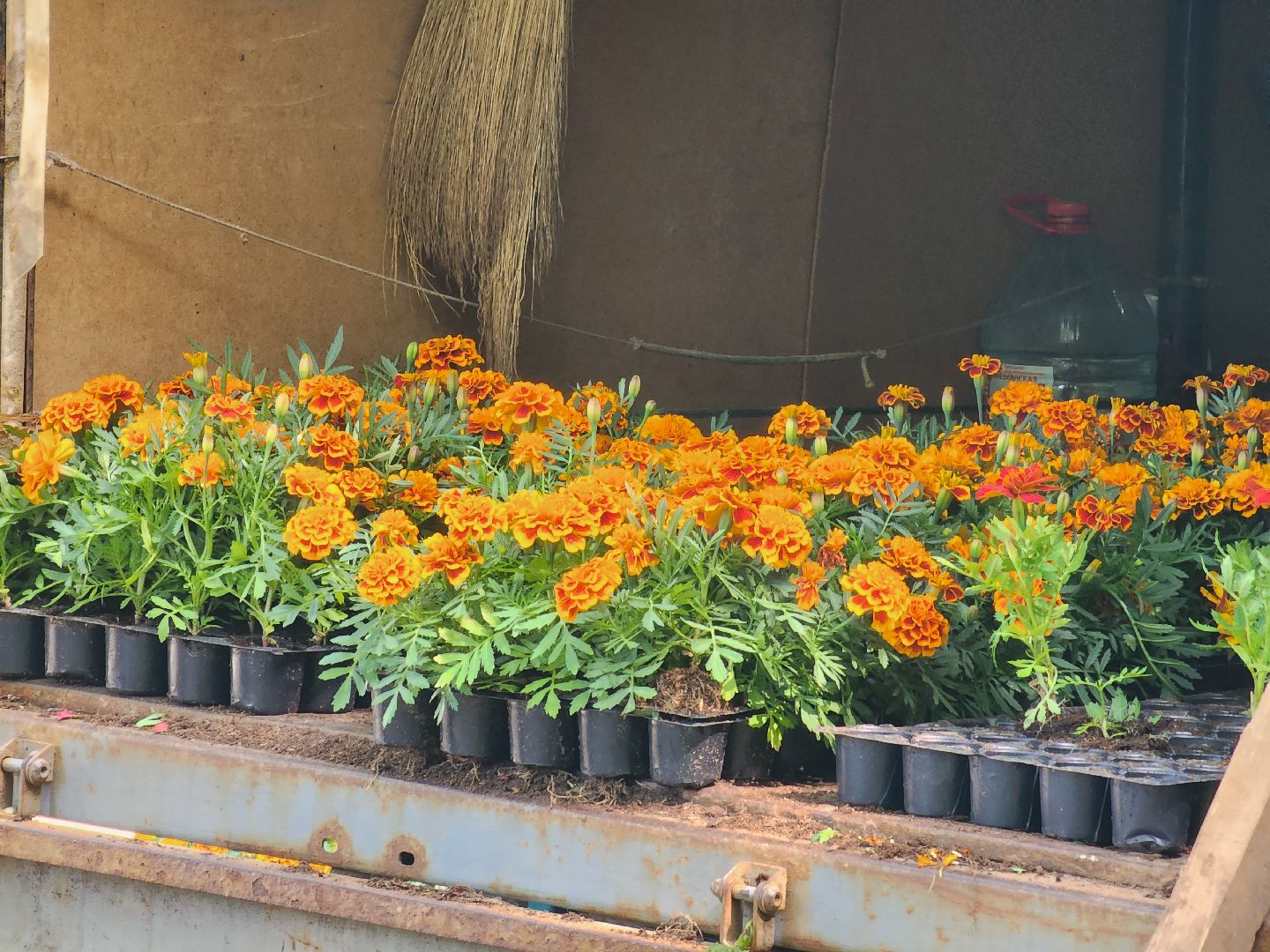 королёв,  благоустройство в королеве, горзеленхозстрой,