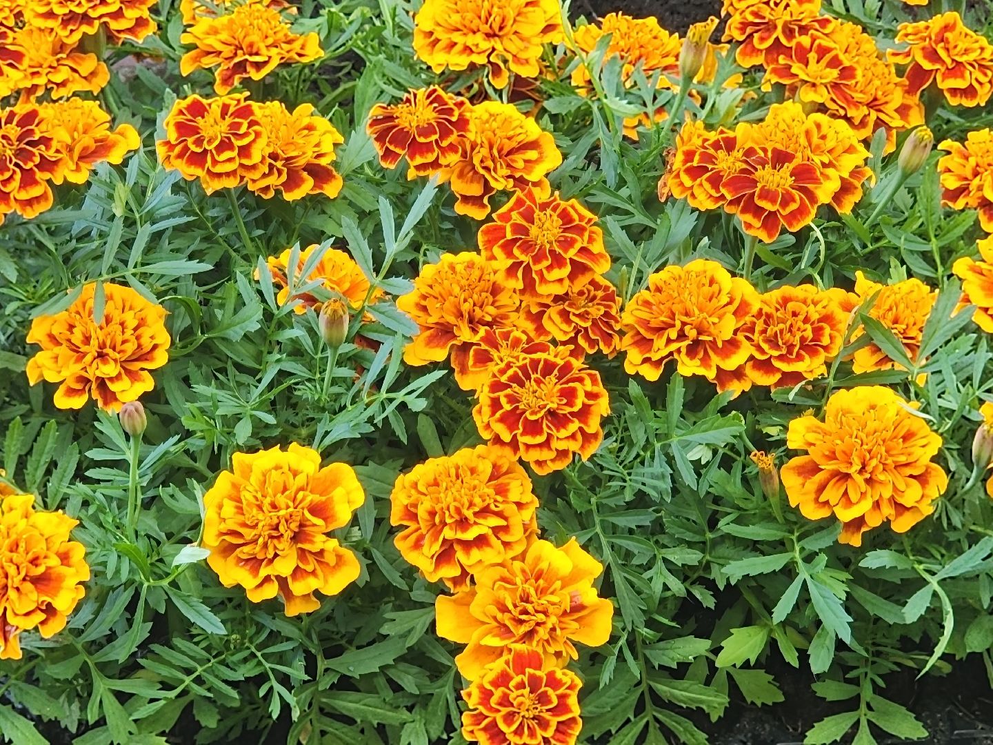 королёв,  благоустройство в королеве, горзеленхозстрой,