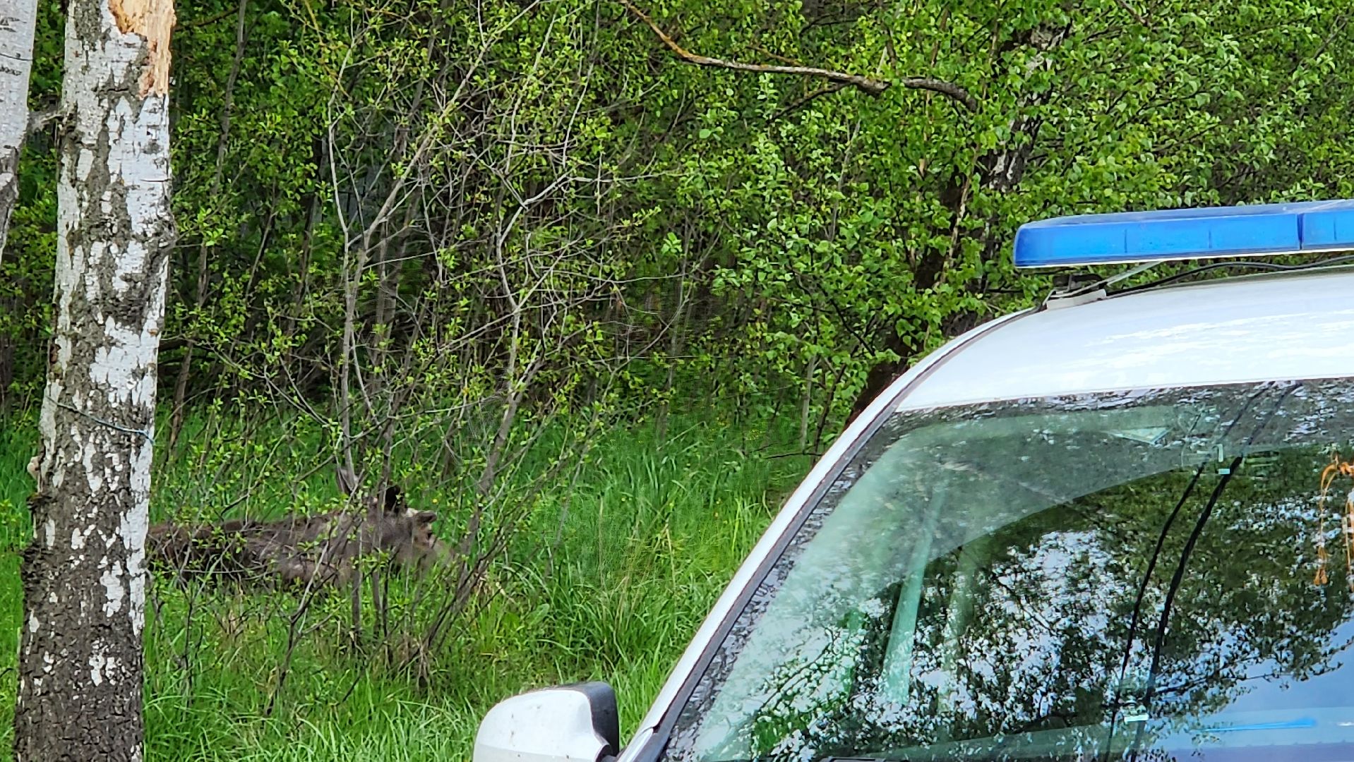 истра, лось, волонтеры,