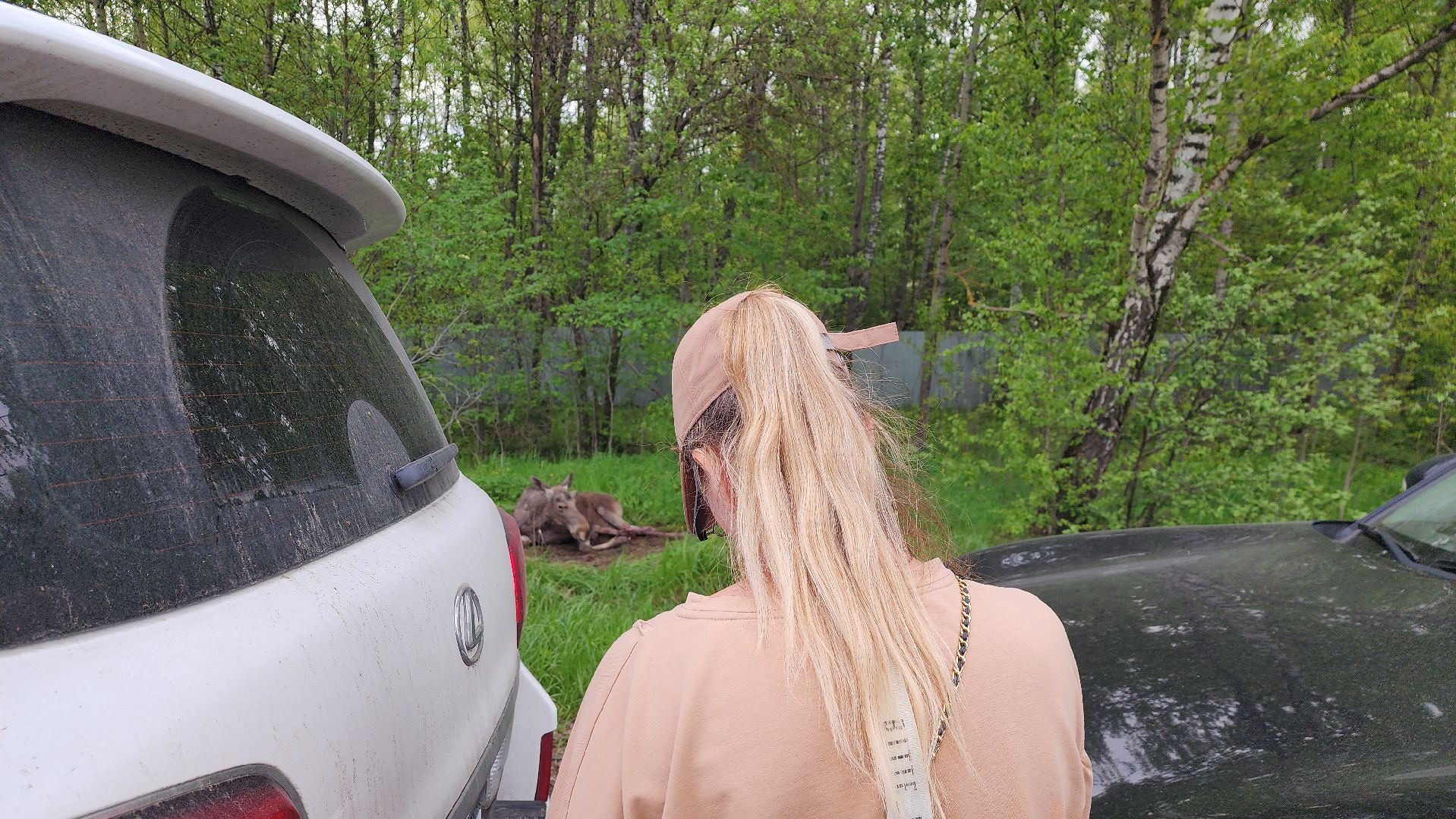 истра, лось, волонтеры,