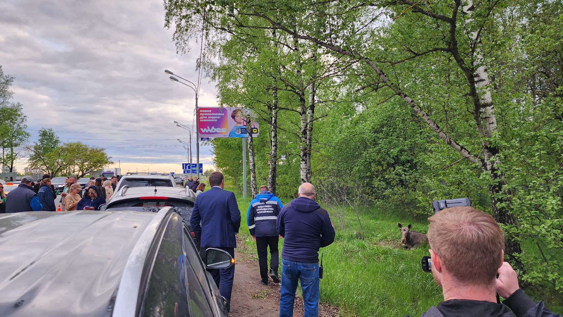 истра, лось, волонтеры,