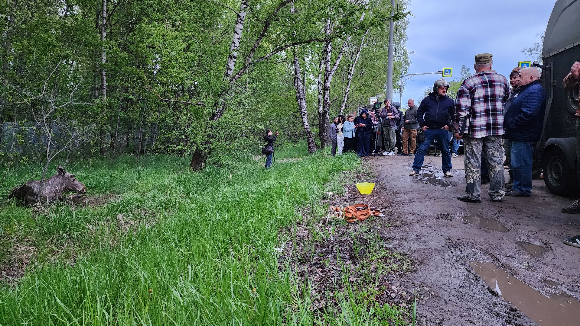 истра, лось, волонтеры,