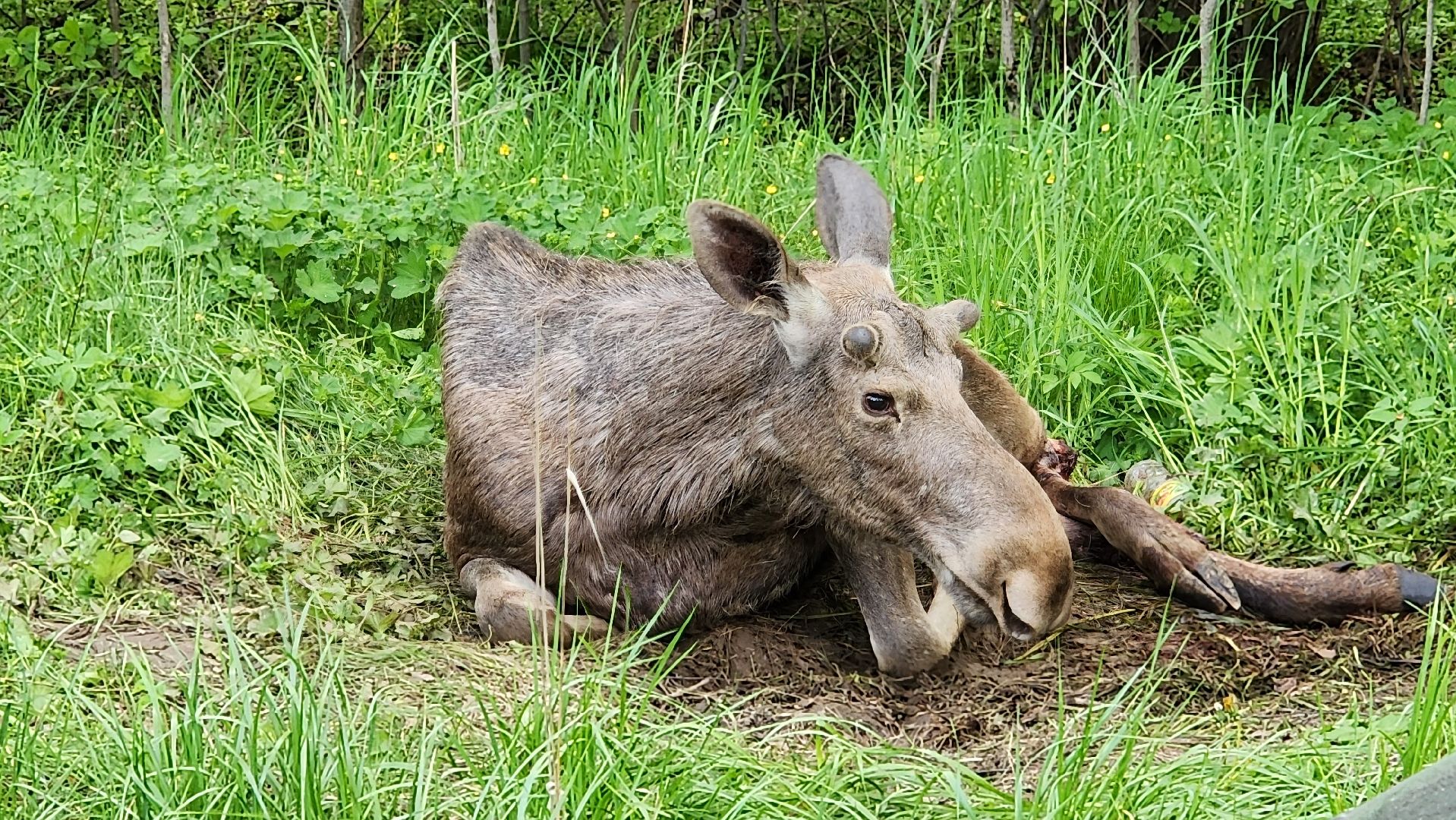 истра, лось, волонтеры,