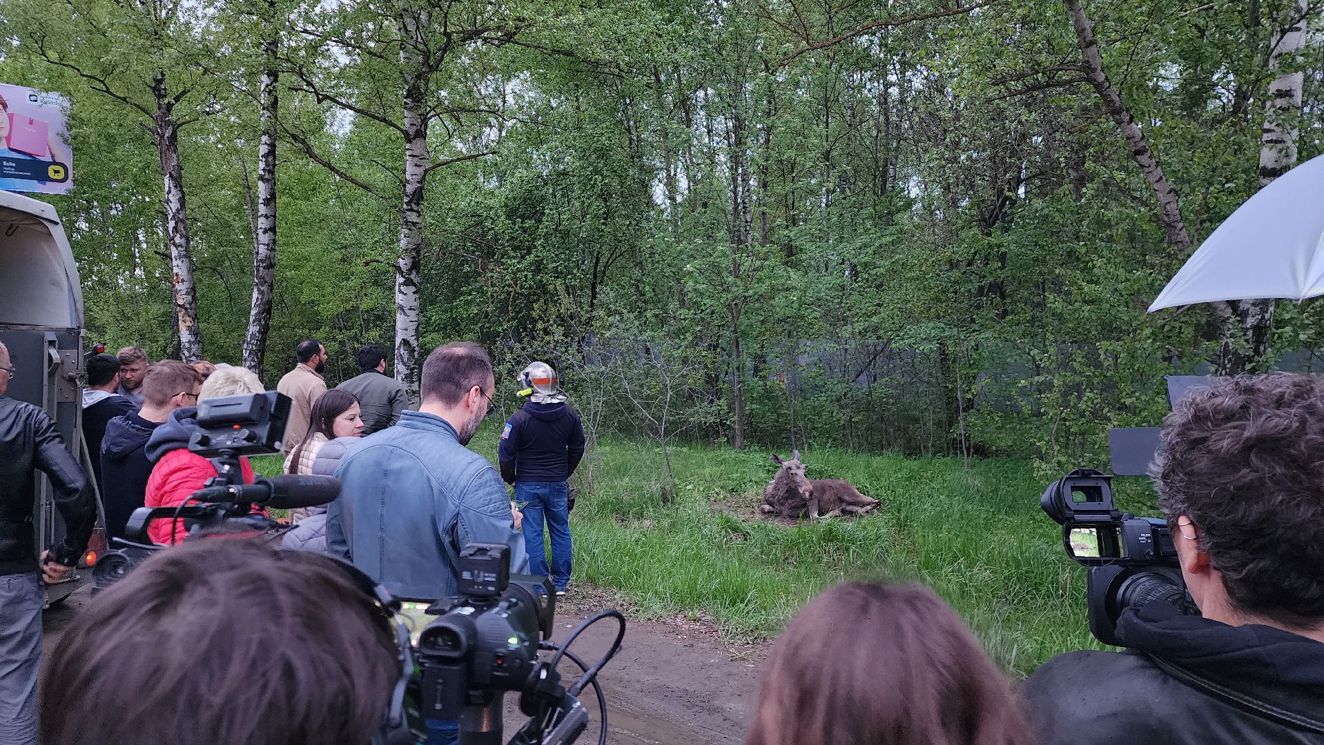 истра, лось, волонтеры,