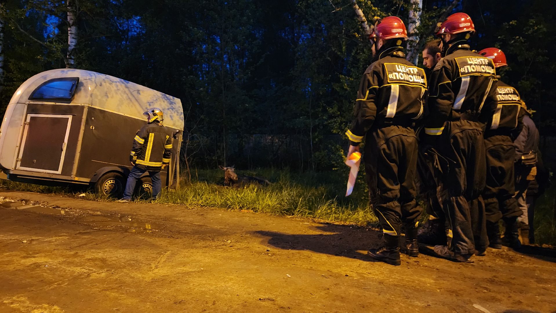 истра, лось, волонтеры,