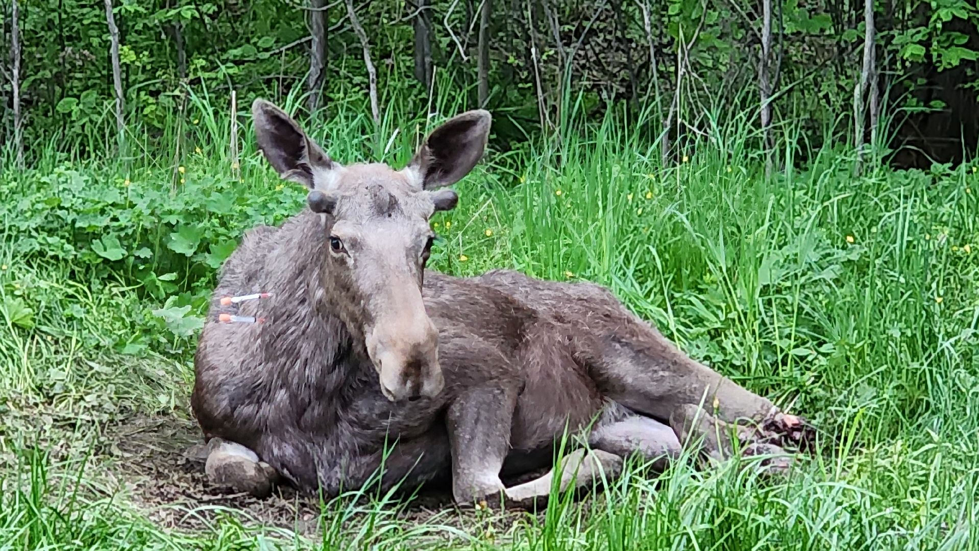 истра, лось, волонтеры,