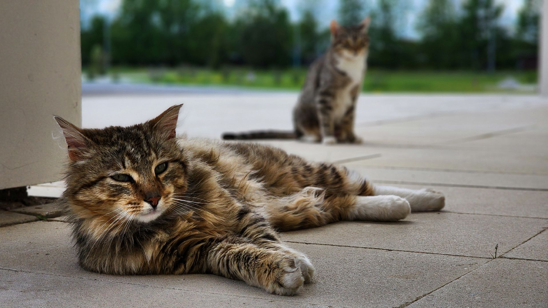 Руза, Зоя , дорогами победы, Автопробег,петрищево,