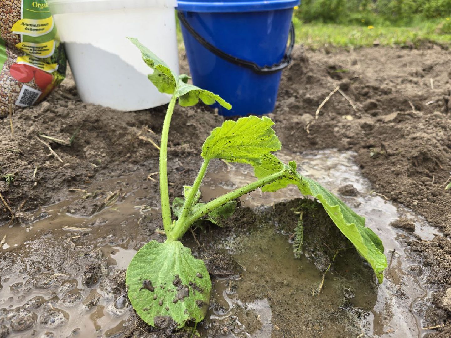 можайск, можайский муниципальный округ,  подмосковье, овощи-гиганты, урожай, гигантские овощи, дачный сезон,
