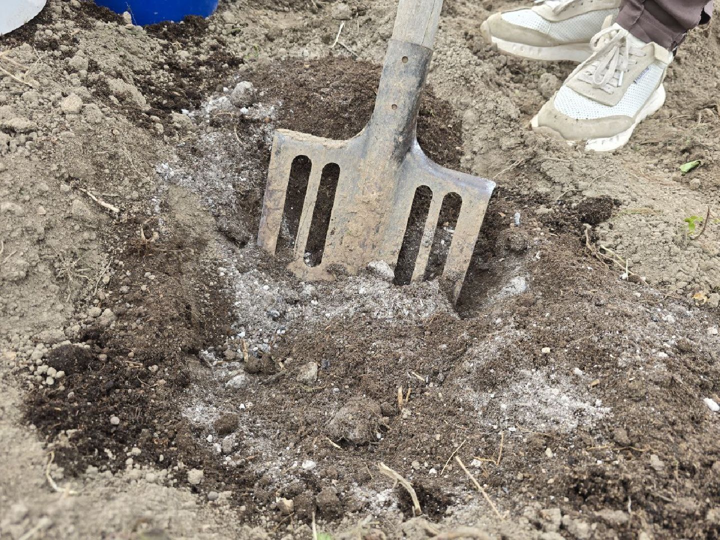 можайск, можайский муниципальный округ,  подмосковье, овощи-гиганты, урожай, гигантские овощи, дачный сезон,