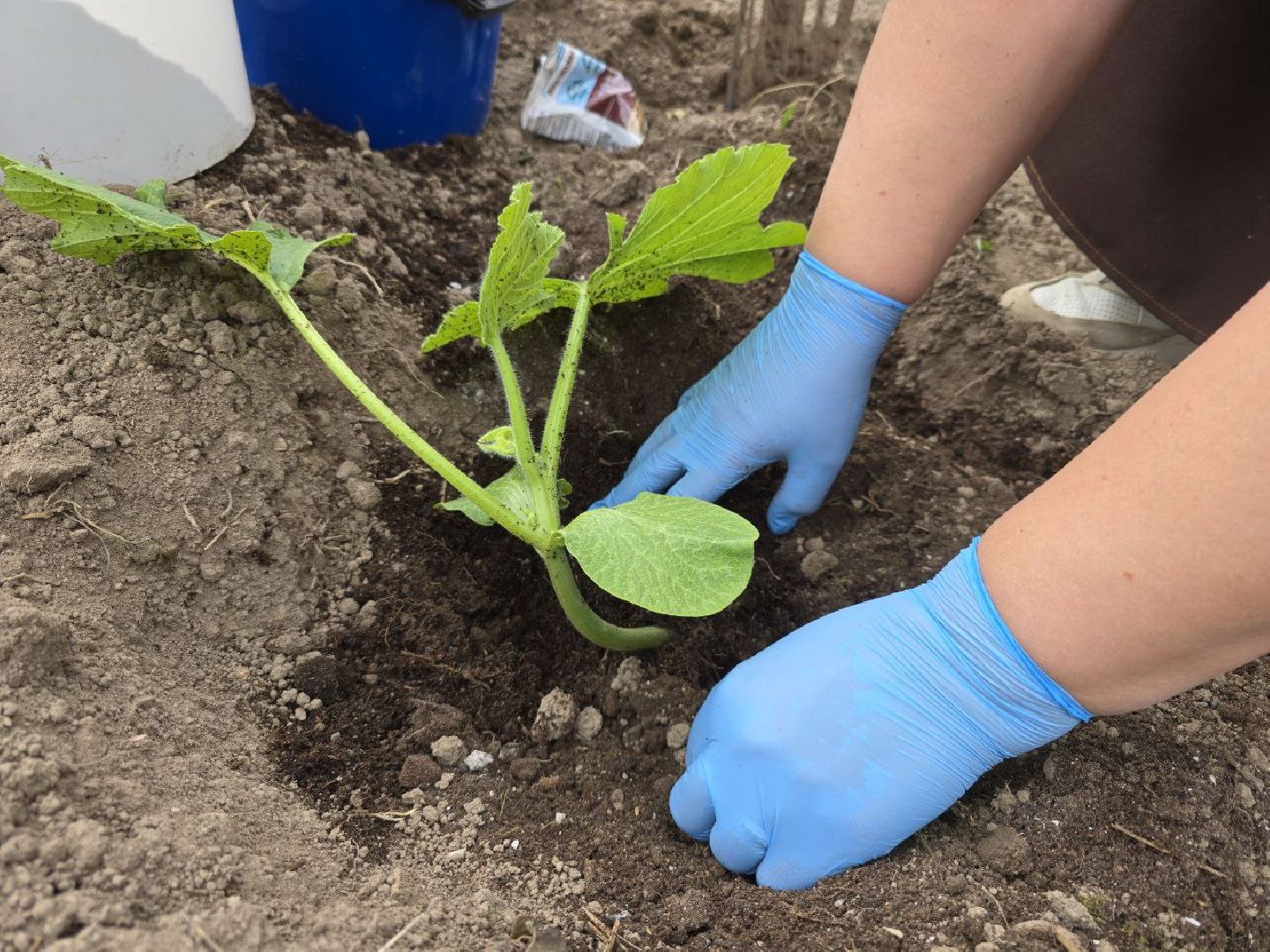 можайск, можайский муниципальный округ,  подмосковье, овощи-гиганты, урожай, гигантские овощи, дачный сезон,