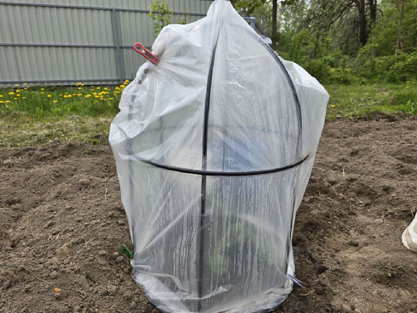 можайск, можайский муниципальный округ,  подмосковье, овощи-гиганты, урожай, гигантские овощи, дачный сезон,