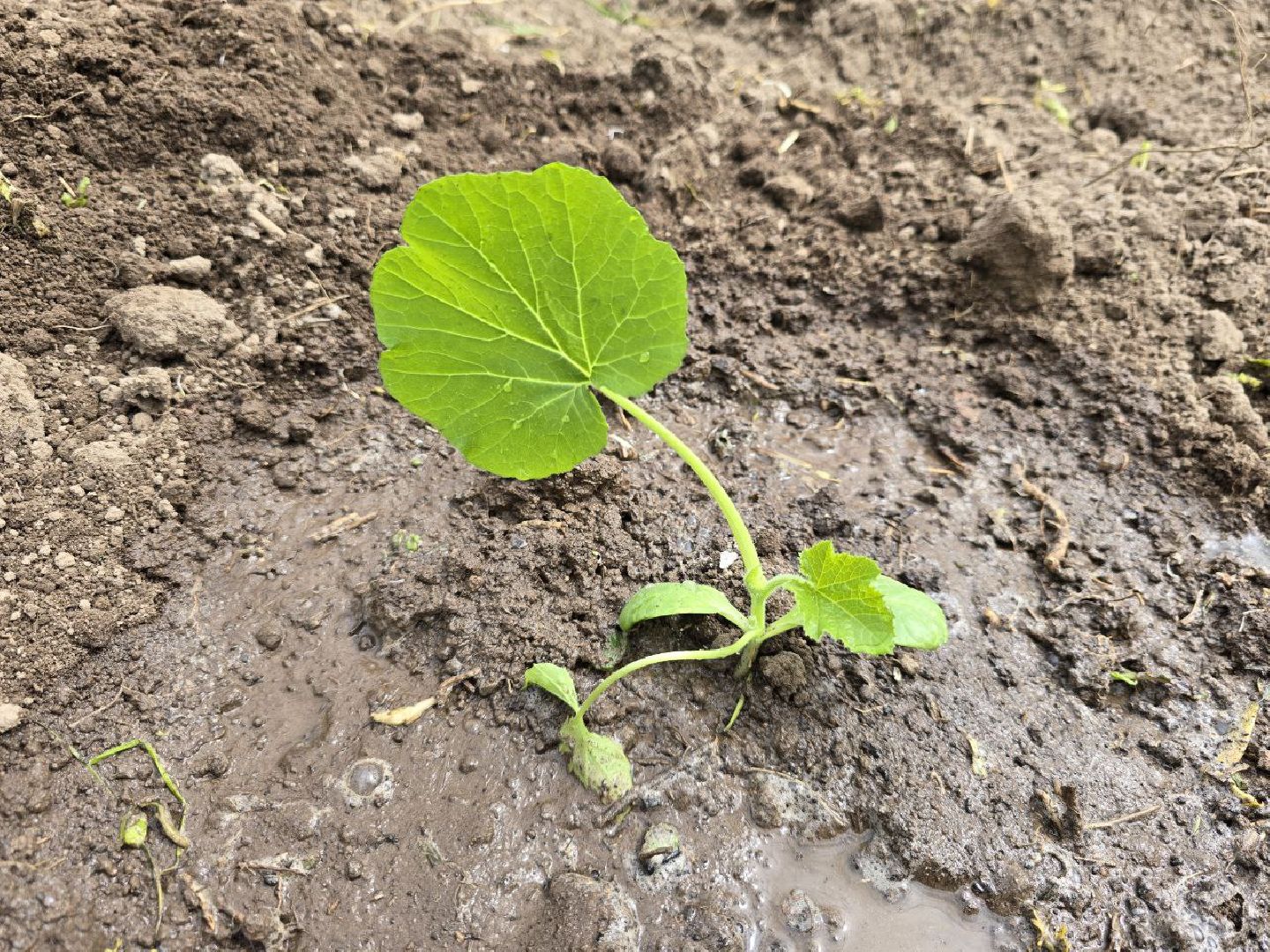 можайск, можайский муниципальный округ,  подмосковье, овощи-гиганты, урожай, гигантские овощи, дачный сезон,