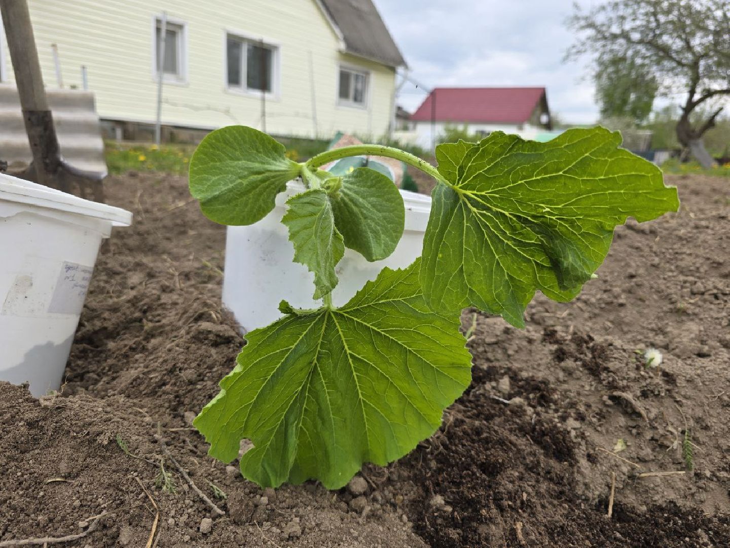 можайск, можайский муниципальный округ,  подмосковье, овощи-гиганты, урожай, гигантские овощи, дачный сезон,