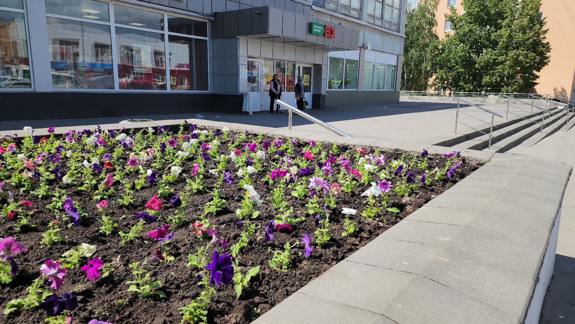 кашира, благоустройство, озеленение, посадка цветов, петуньи, бархатцы,