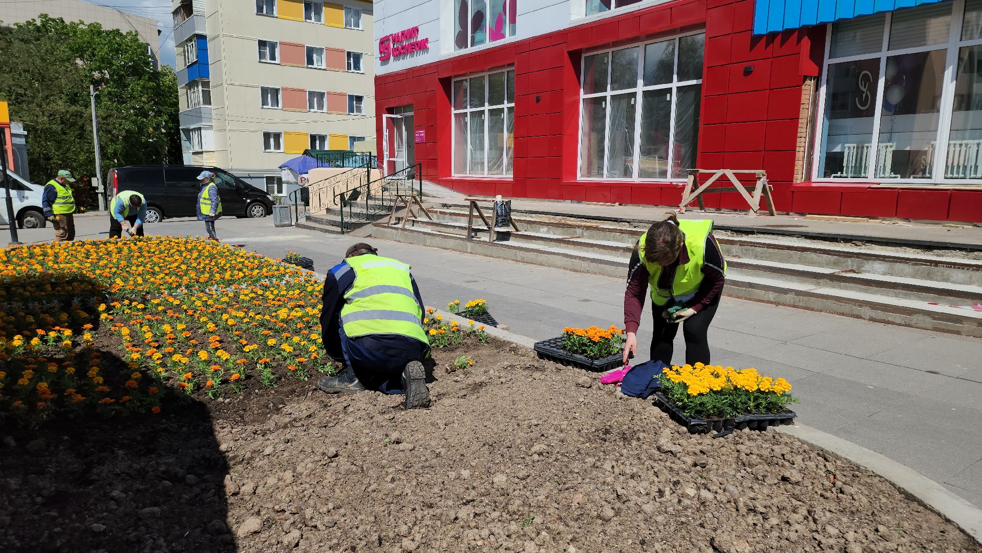 кашира, благоустройство, озеленение, посадка цветов, петуньи, бархатцы,