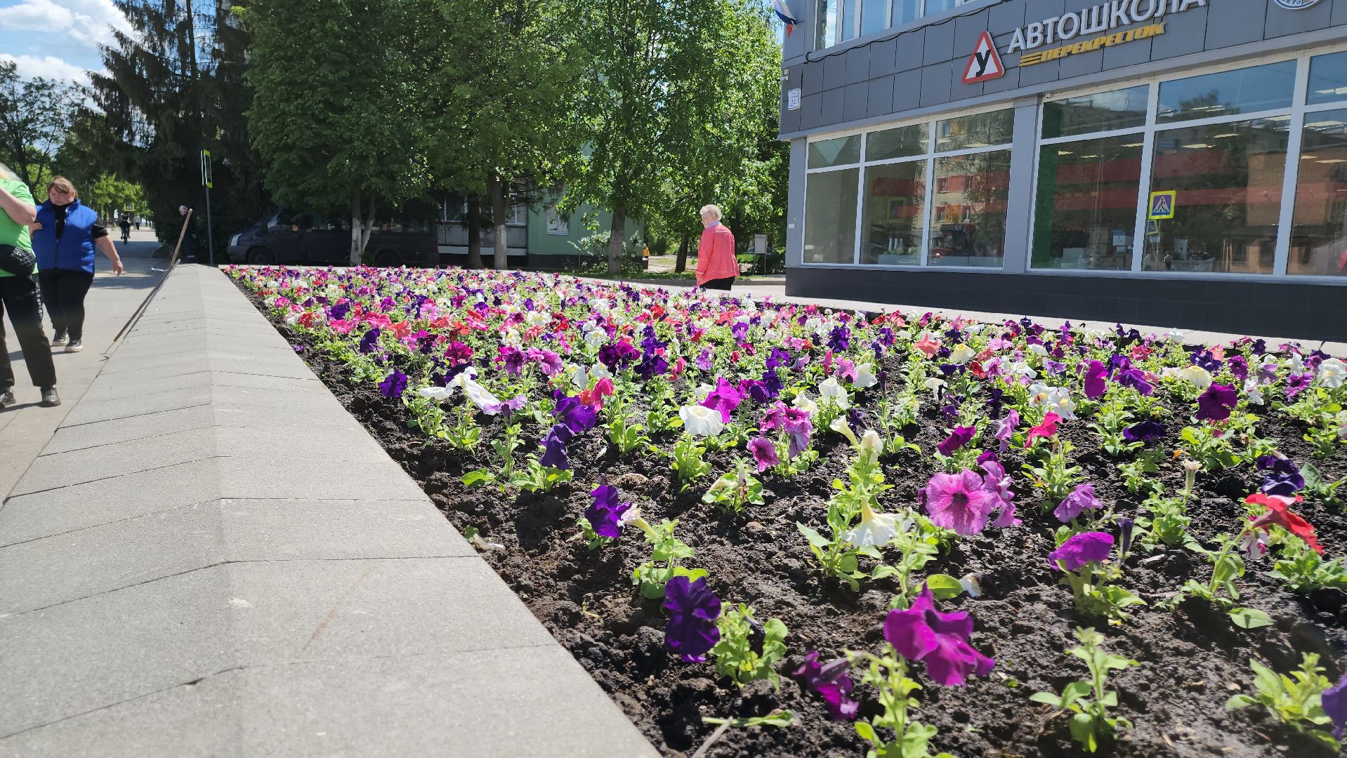 кашира, благоустройство, озеленение, посадка цветов, петуньи, бархатцы,