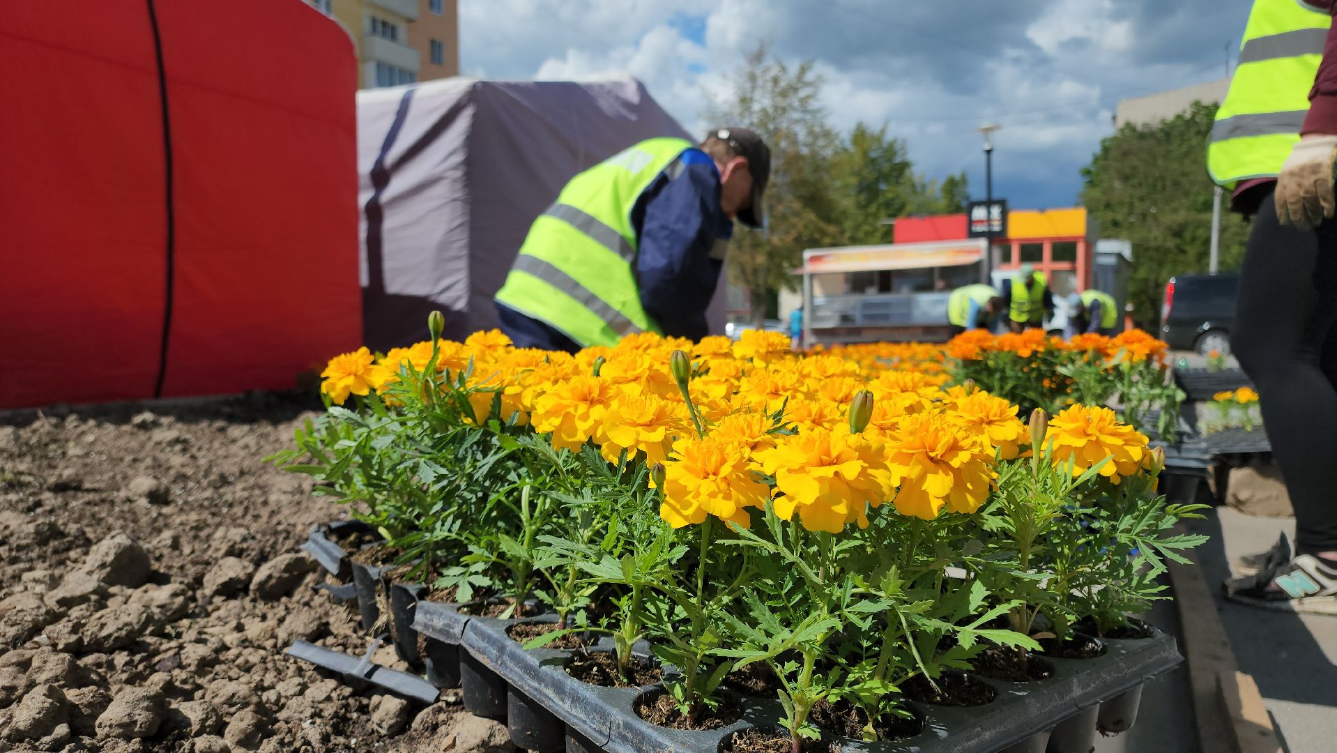 кашира, благоустройство, озеленение, посадка цветов, петуньи, бархатцы,