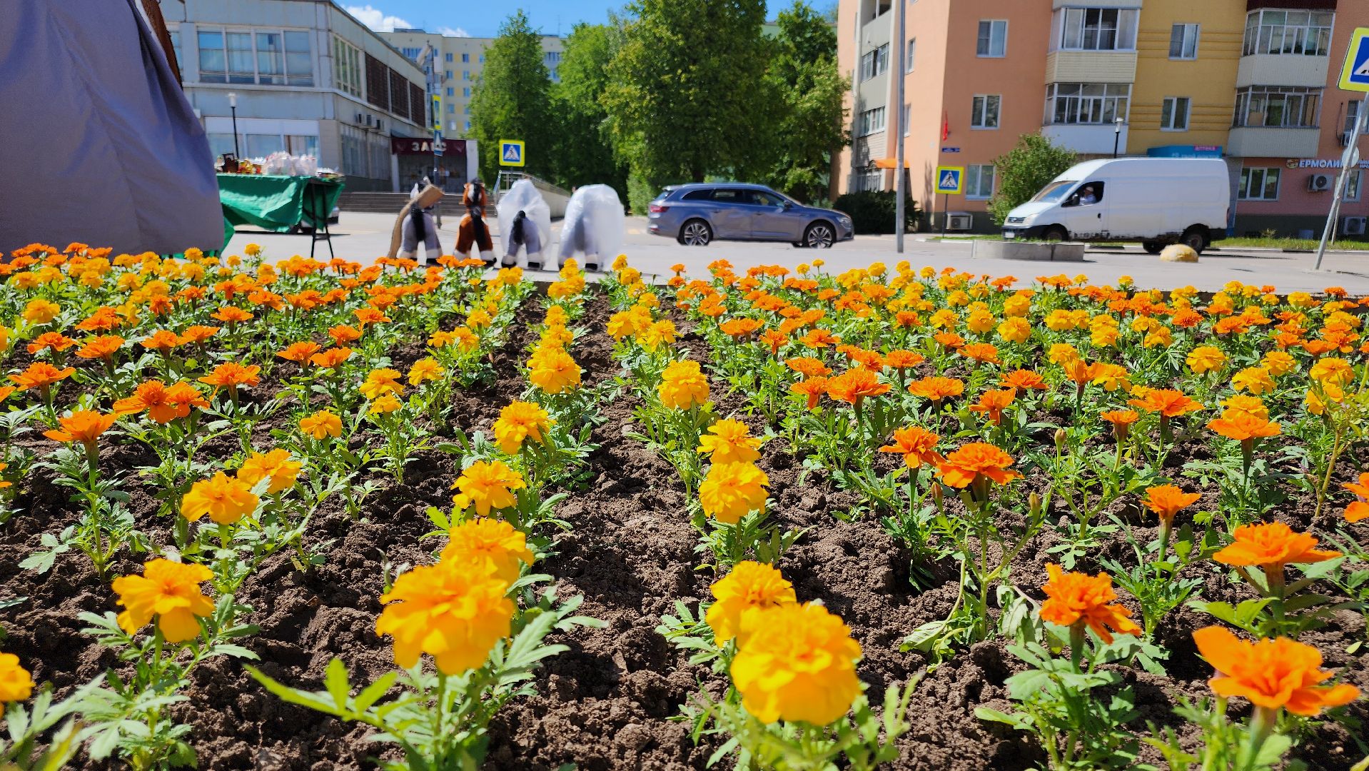 кашира, благоустройство, озеленение, посадка цветов, петуньи, бархатцы,