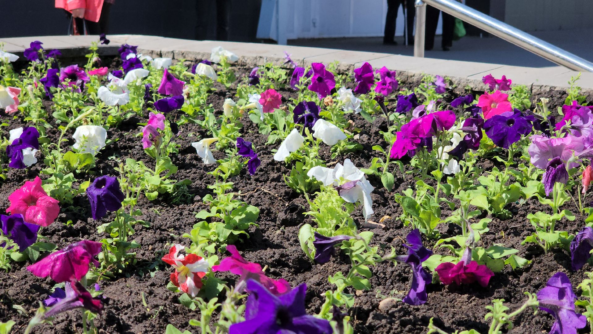 кашира, благоустройство, озеленение, посадка цветов, петуньи, бархатцы,