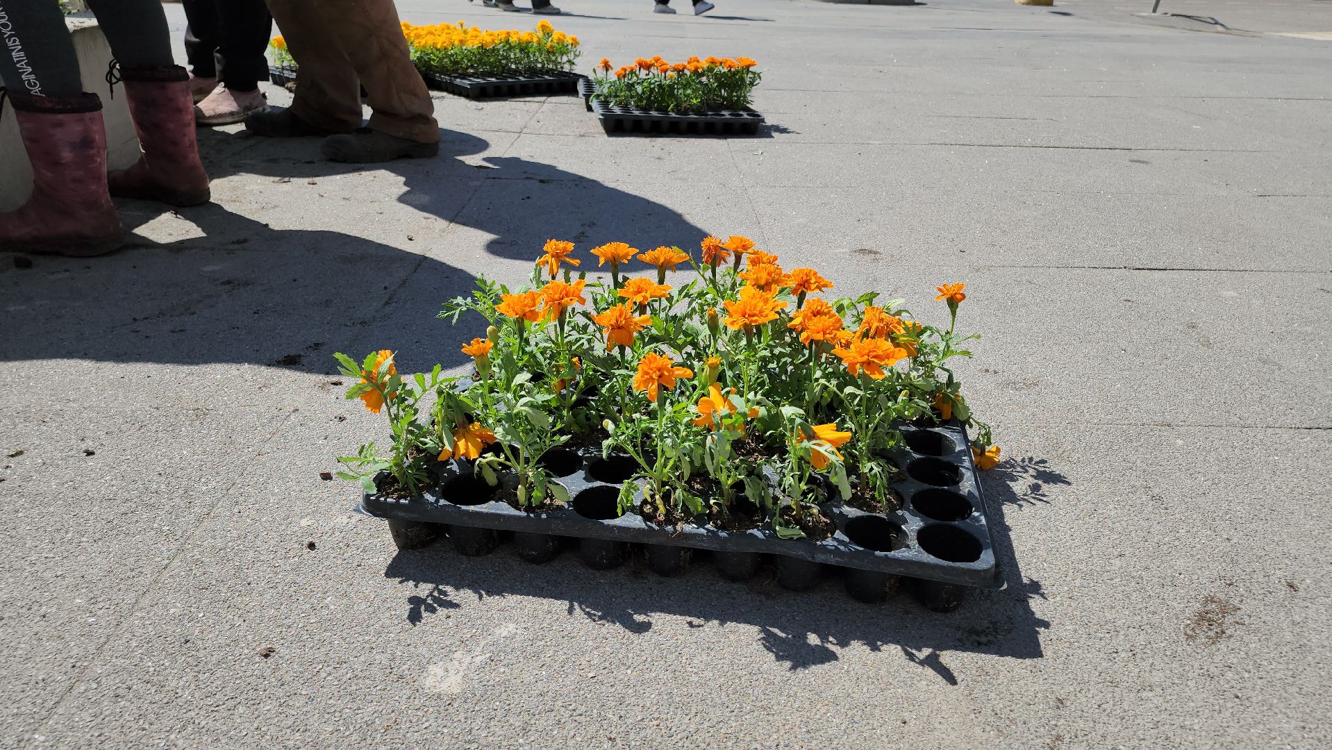 кашира, благоустройство, озеленение, посадка цветов, петуньи, бархатцы,