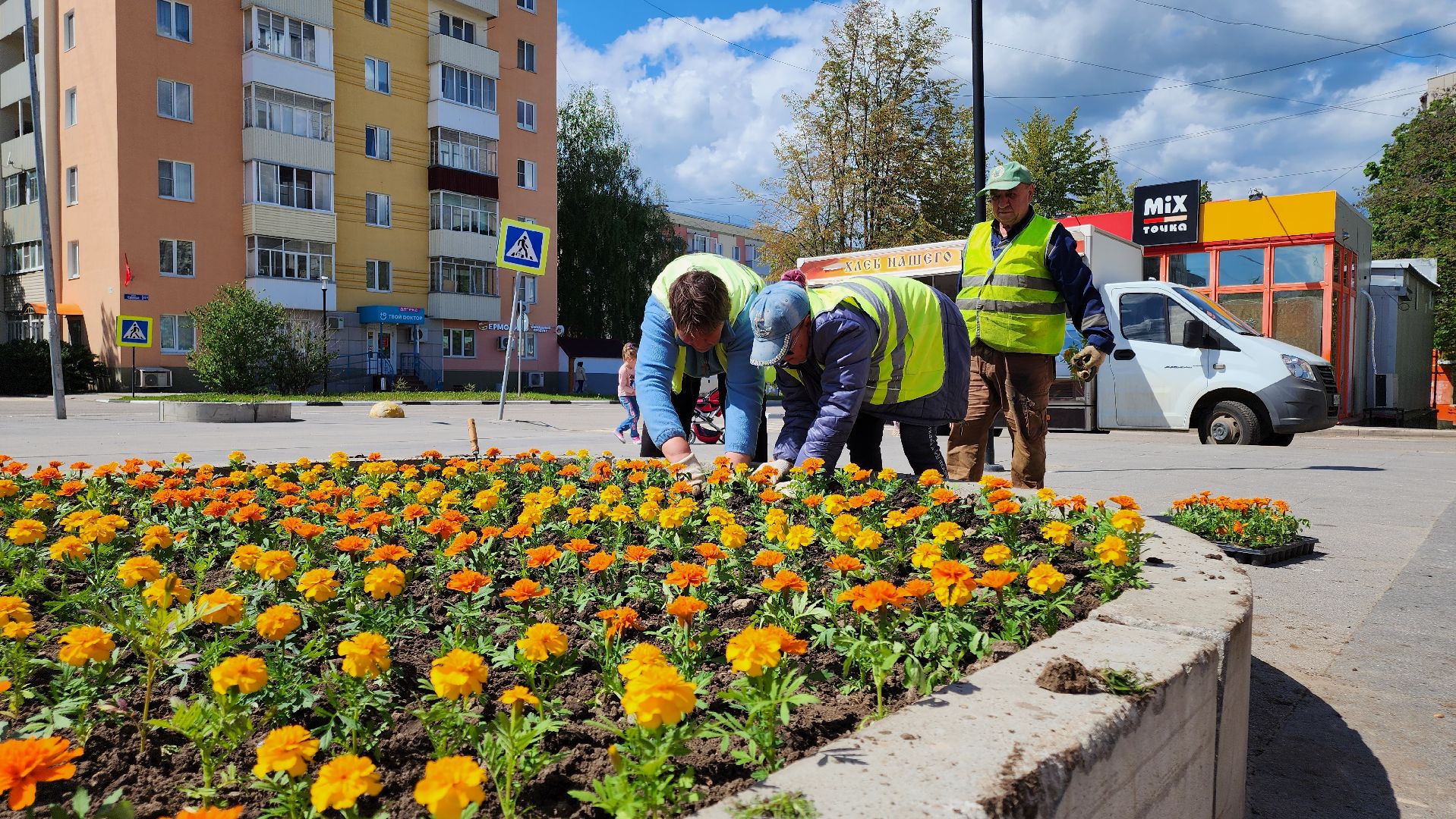 кашира, благоустройство, озеленение, посадка цветов, петуньи, бархатцы,