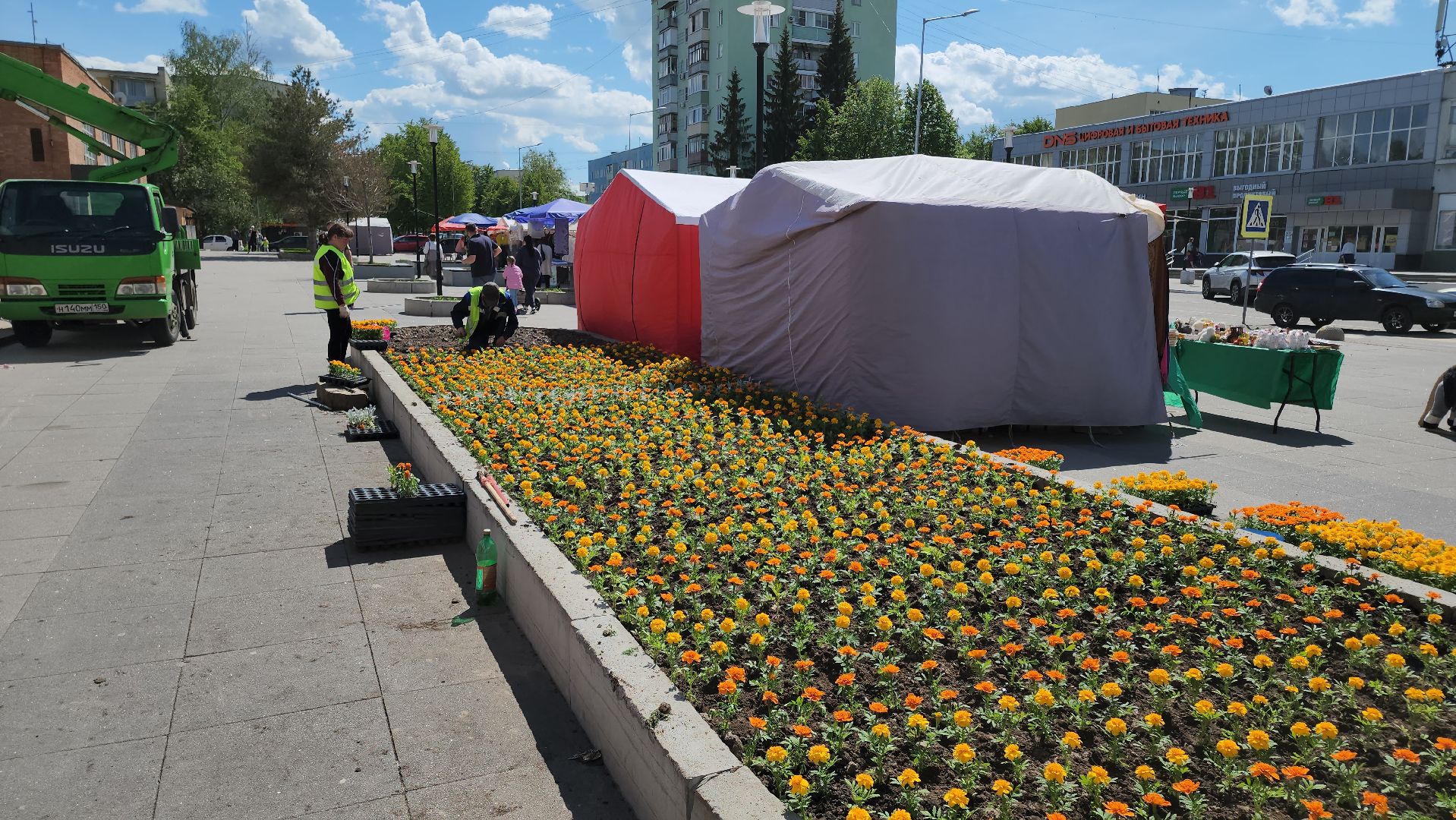 кашира, благоустройство, озеленение, посадка цветов, петуньи, бархатцы,