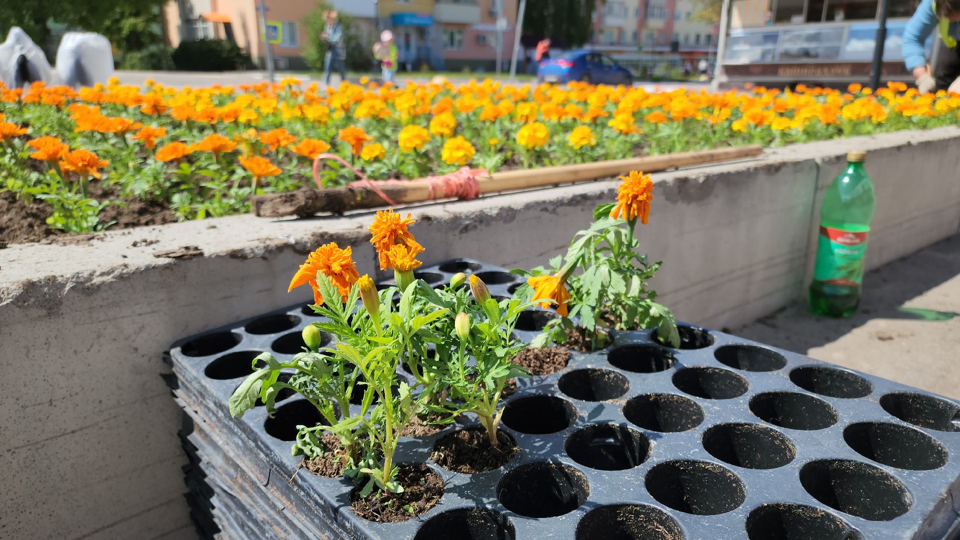 кашира, благоустройство, озеленение, посадка цветов, петуньи, бархатцы,