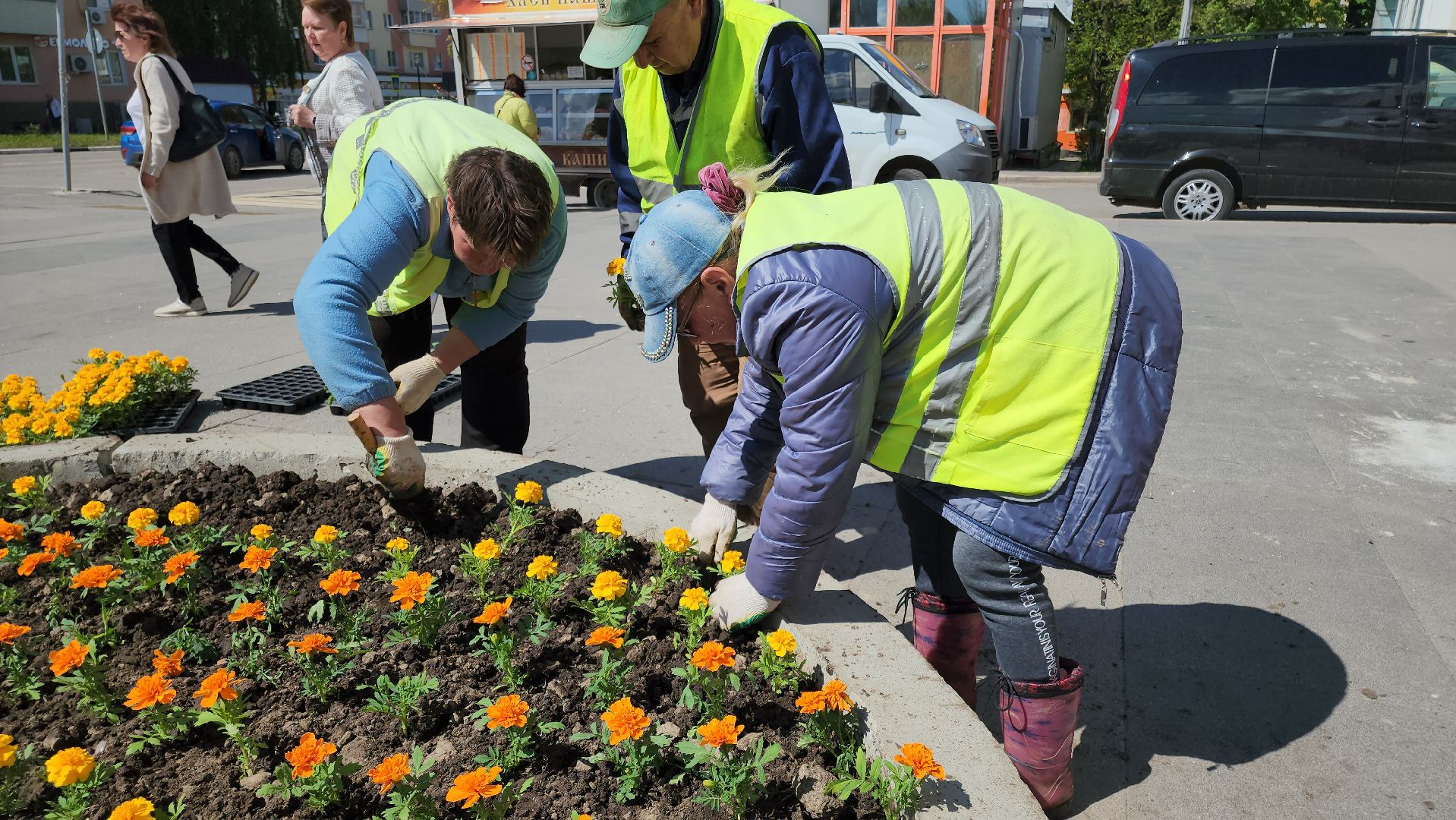 кашира, благоустройство, озеленение, посадка цветов, петуньи, бархатцы,