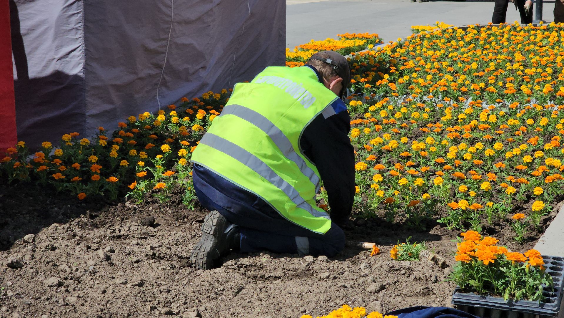 кашира, благоустройство, озеленение, посадка цветов, петуньи, бархатцы,
